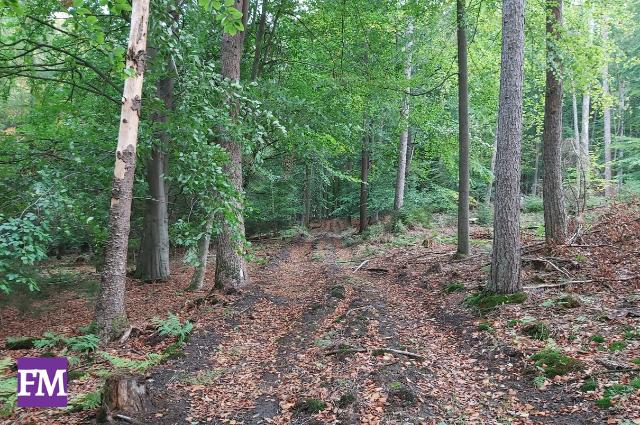 Waldbaden zur Reduzierung von Stress